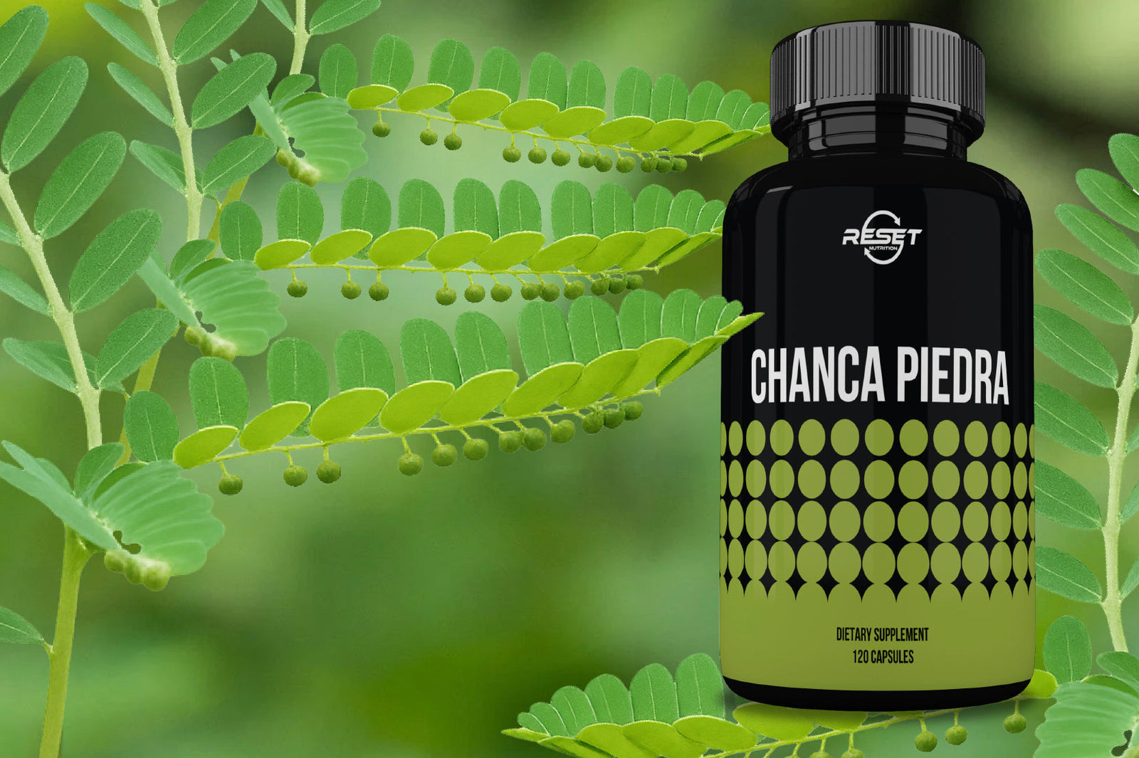 Chanca piedra for kidney and gallstones: what happens if you take it?