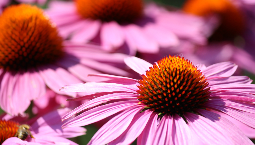 Strengthening Children's Health: The Importance of Echinacea and Zinc