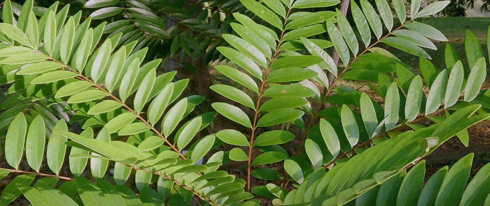 Discover the Benefits of Tongkat Ali for Your Health