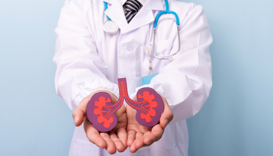 The Adrenal Glands: Small but Mighty