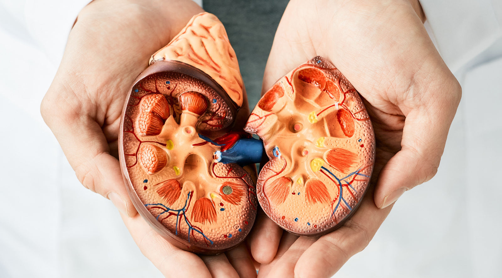 Chanca Piedra: The Ultimate Natural Remedy for Kidney and Digestive Health