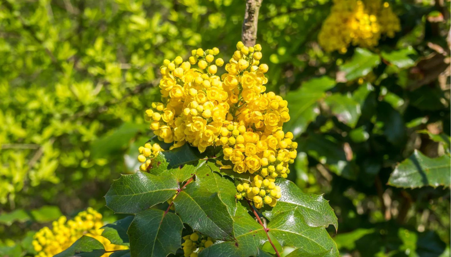 The Transformative Power of Berberine: Your Path to a Healthier Life