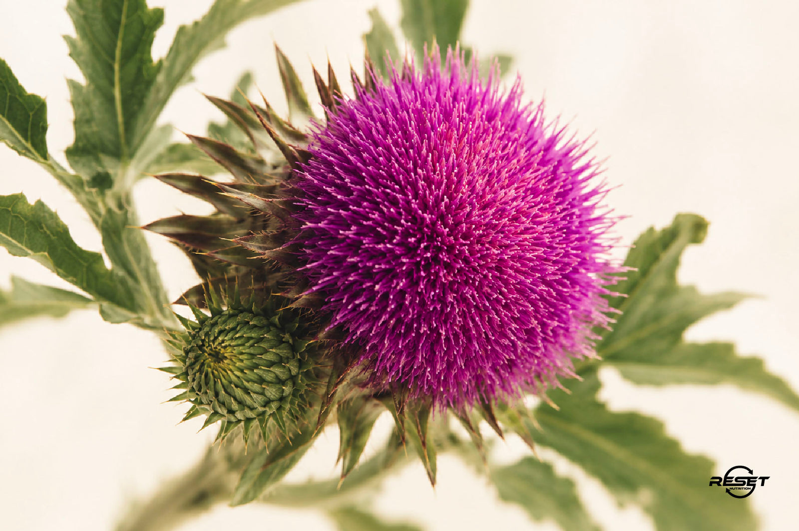 Milk Thistle: Your Natural Ally for Liver Health